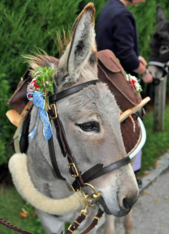 Rosstag Rottach Ergen