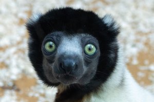 Dierentuinen en parken