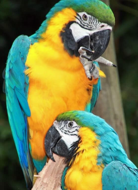 Gelbbrustara in Hellabrunn Munchen