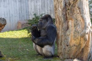 Zilverrug Heidelberg Zoo