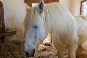 Gut Aiderbichl Henndorf