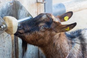 Gut Aiderbichl Henndorf