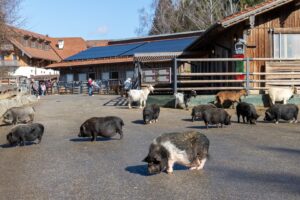Gut Aiderbichl Henndorf