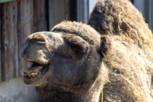 Gut Aiderbichl Henndorf