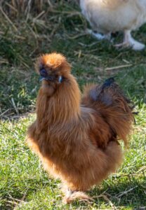 Gut Aiderbichl Henndorf