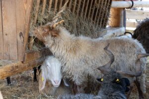 Gut Aiderbichl Henndorf