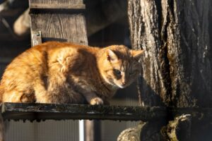 Gut Aiderbichl Henndorf